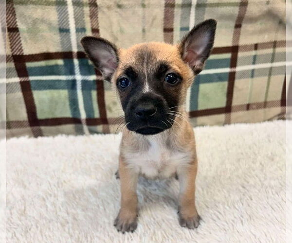 Medium Photo #3 German Shepherd Dog-Unknown Mix Puppy For Sale in Lakewood, CO, USA