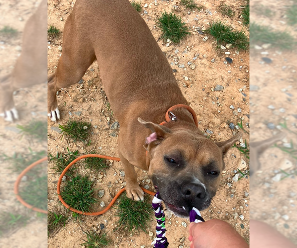 Medium Photo #3 Black Mouth Cur-Unknown Mix Puppy For Sale in Decatur, GA, USA