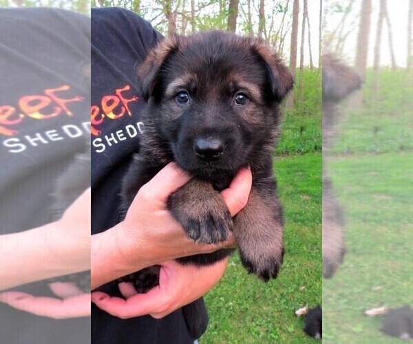 Medium Photo #1 German Shepherd Dog Puppy For Sale in WADSWORTH, IL, USA
