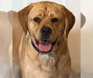 Labrador Retriever-Unknown Mix Dogs for adoption in Garner, NC, USA