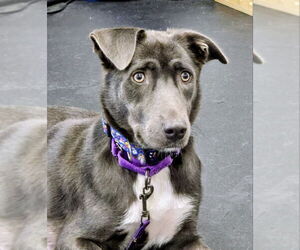 Labrador Retriever-Unknown Mix Dogs for adoption in House Springs, MO, USA