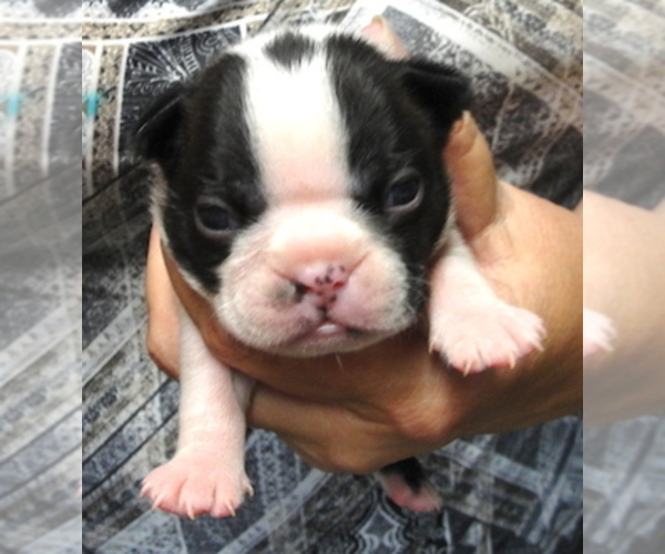 Medium Photo #1 Boston Terrier Puppy For Sale in WILSONVILLE, OR, USA