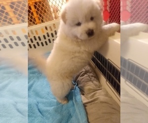 Chow Chow Puppy for Sale in MELBOURNE, Florida USA