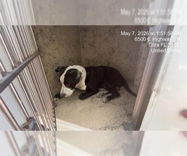 Medium Photo #1 American Pit Bull Terrier Puppy For Sale in Ocala, FL, USA