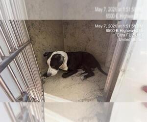 American Pit Bull Terrier Dogs for adoption in Ocala, FL, USA