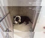 Small American Pit Bull Terrier