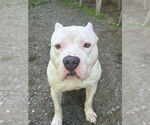 Small #1 American Pit Bull Terrier