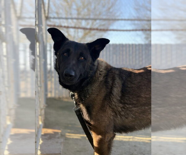 Medium Photo #2 Mutt Puppy For Sale in Imlay City, MI, USA