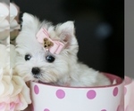 Small #2 Morkie