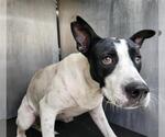 Small American Staffordshire Terrier Mix