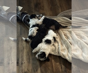 Yorkshire Terrier Litter for sale in OVERTON, TX, USA