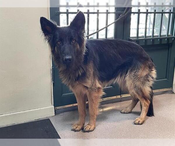 Medium Photo #1 German Shepherd Dog Puppy For Sale in Pasadena, CA, USA