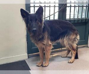 German Shepherd Dog Dogs for adoption in Pasadena, CA, USA