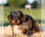 Small Photo #105 Poodle (Miniature) Puppy For Sale in WARSAW, IN, USA