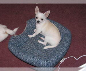 Father of the Chihuahua puppies born on 05/17/2025