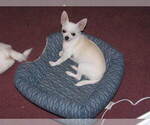 Small Photo #1 Chihuahua Puppy For Sale in BELLE FOURCHE, SD, USA