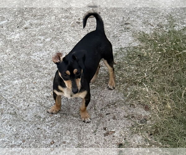 Medium Photo #1 Dachshund-Unknown Mix Puppy For Sale in Oakhurst, NJ, USA