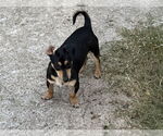 Small Dachshund Mix