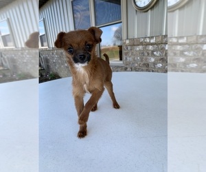 Wapoo Puppy for sale in SPARTA, KY, USA
