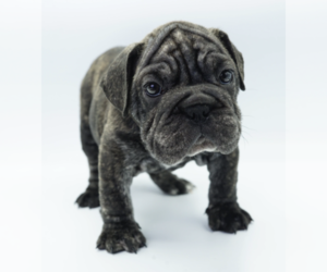 Bulldog Puppy for sale in C GABLES, FL, USA