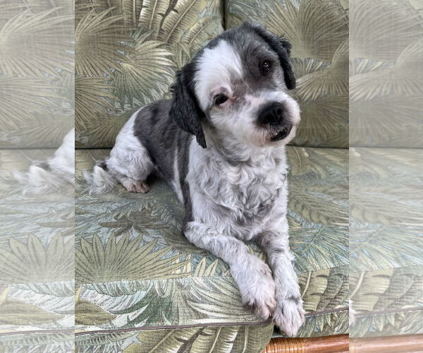 Medium Photo #3 Havashu Puppy For Sale in Cuba, NY, USA