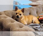 Small Photo #3 Chihuahua Puppy For Sale in Fairfax, VA, USA