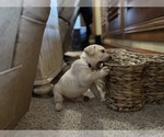 Small #51 Labrador Retriever