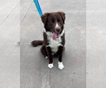 Small #1 Border Collie-Brittany Mix