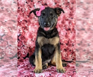 German Shepherd Dog Puppy for sale in LINCOLN UNIV, PA, USA