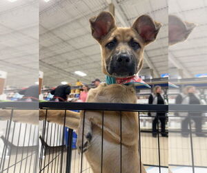 Mutt Dogs for adoption in Germantown, OH, USA