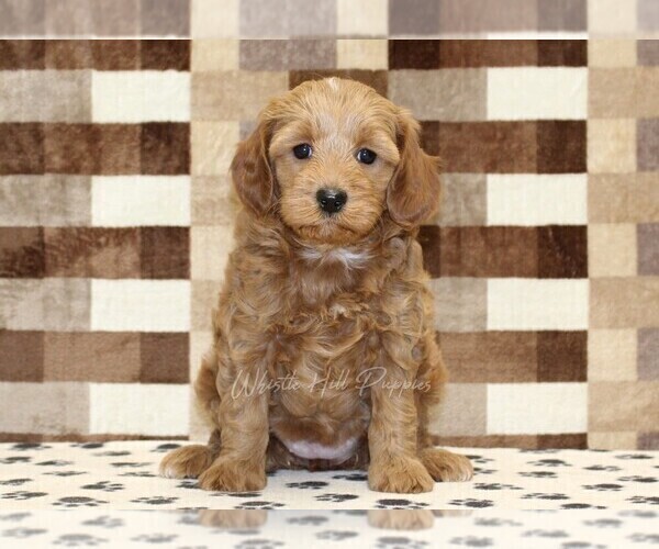 Medium Photo #3 Cavapoo (Miniature) Puppy For Sale in DENVER, PA, USA