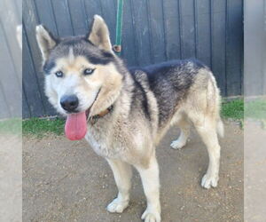 Alaskan Malamute-Unknown Mix Dogs for adoption in Long Beach, CA, USA