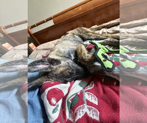 Alys #1 - Female Mutt Dog for Adoption - Photo #2