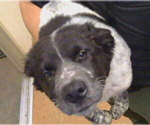 Great Pyrenees-Unknown Mix Dogs for adoption in Sacramento, CA, USA