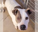 Small #4 American Pit Bull Terrier Mix