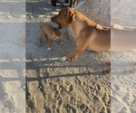 Small Photo #9 Rhodesian Ridgeback Puppy For Sale in MORONGO VALLEY, CA, USA