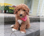 Small #3 Miniature Labradoodle