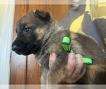 Small #2 German Shepherd Dog