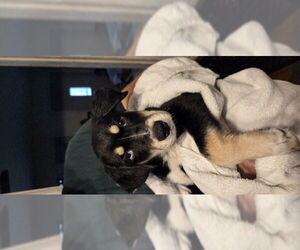 Huskies -Unknown Mix Dogs for adoption in Wyoming, MI, USA
