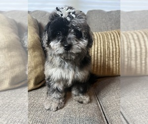 Poodle (Toy)-Shiranian Mix Puppy for sale in RICHMOND, IL, USA