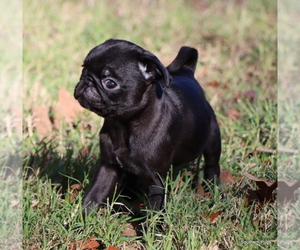 Pug Puppy for Sale in WINNSBORO, Texas USA