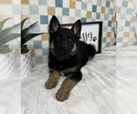 Small #3 German Shepherd Dog