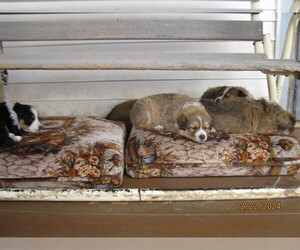 English Shepherd Puppy for sale in GARLAND, NE, USA