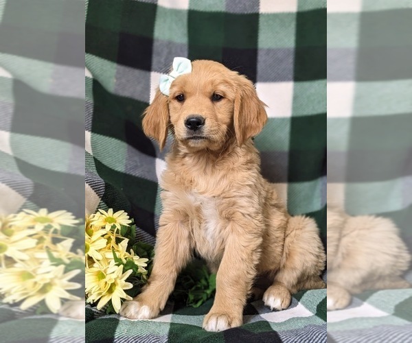 Medium Photo #5 Golden Retriever Puppy For Sale in OXFORD, PA, USA