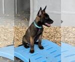 Puppy Puppy 1 Belgian Malinois