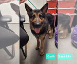 Small #1 German Shepherd Dog