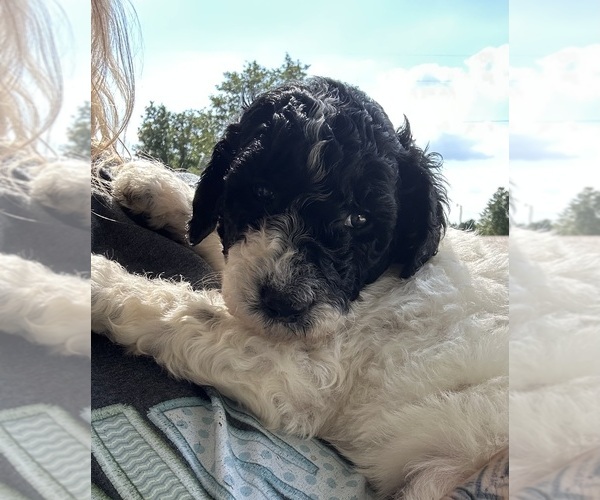 Medium Photo #3 Poodle (Standard) Puppy For Sale in PARIS, TN, USA