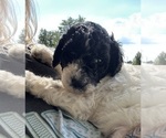 Small #2 Poodle (Standard)