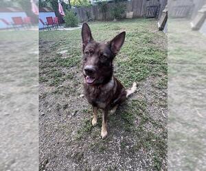 German Shepherd Dog-Unknown Mix Dogs for adoption in San Antonio, TX, USA