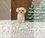 Small Photo #3 YorkiePoo Puppy For Sale in MARTINSVILLE, IN, USA